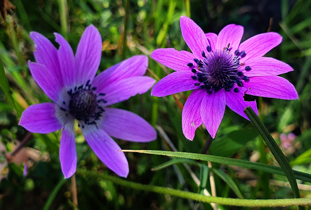 Photo 43/43 - Le printemps est deja bien ins...