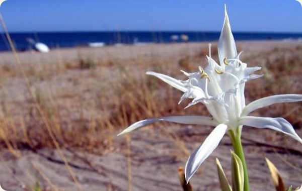 basilicata fiore