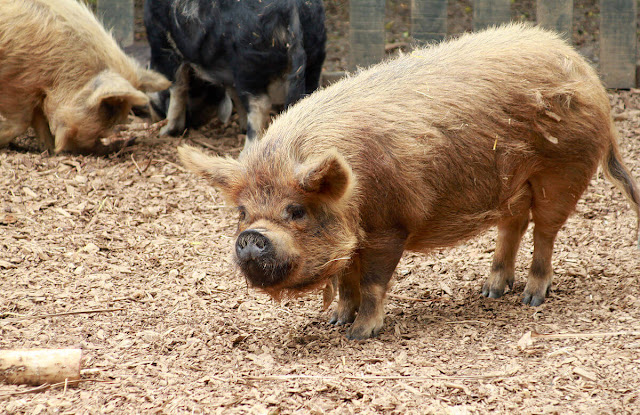 Kunekune Pig at Hamilton Zoo
