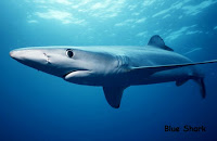 gambar hiu biru blueshark