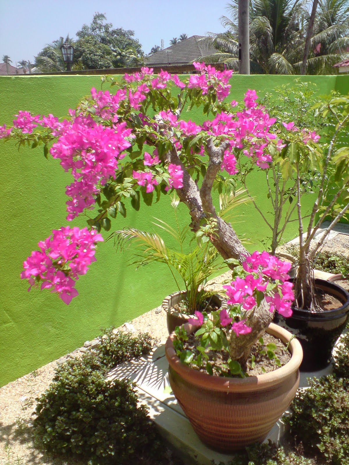OH BONSAI   Bonsai  Bunga  Kertas 