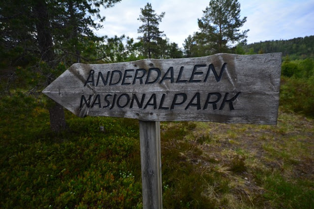 Národní park Anderdalen na norském ostrově Senja.