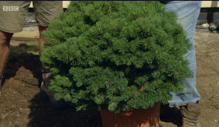 Pinus Mugo 'Mops'