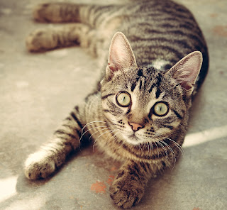 tabby cat