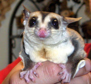 Cara Memandikan Sugar Glider