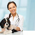 Dental Care for King Charles Spaniel – What you need to know
