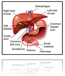 liver