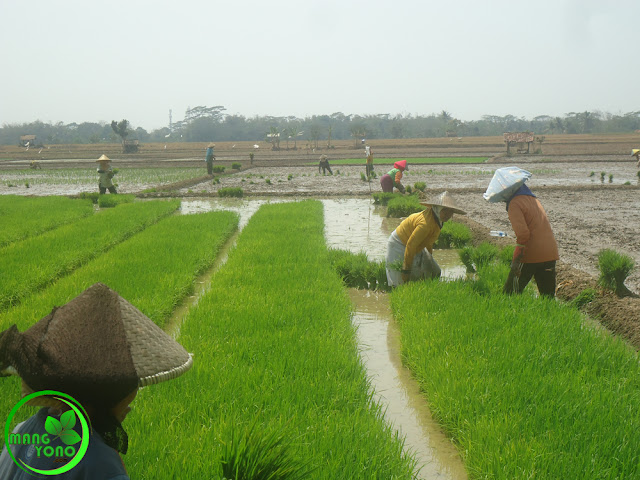 FOTO : Babut di penyemaian benih sawah admin