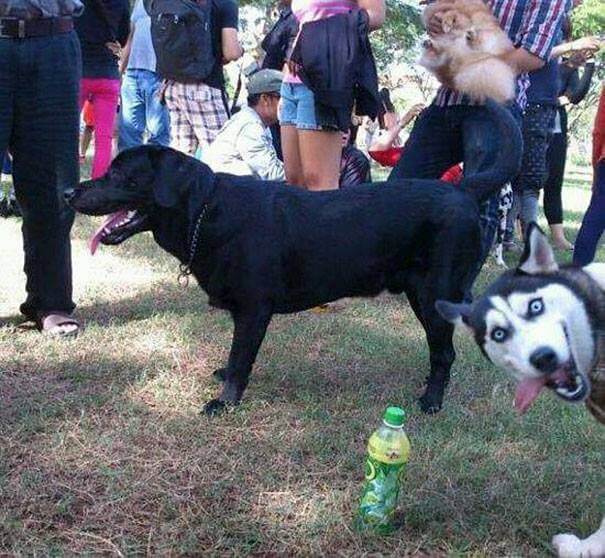 19 Hilarious Photobombing Dogs That Made Our Day