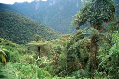 Estudio: Deforestación en Bolivia entre 2000-2010 provocó una pérdida de 1.820.000 hectáreas de bosques