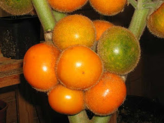 Naranjilla Fruit pictures