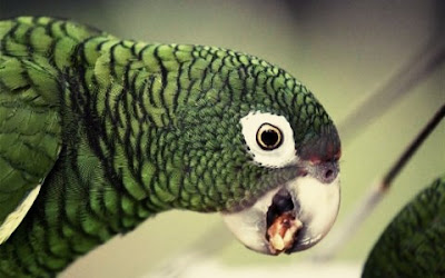 Parrot Arrested For Alerting Drug Dealers That Police Were Coming 