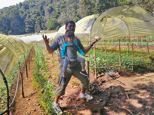 pha dok siew nature trail, pha dok seaw nature trail, pha dok siew, trekking baan mae klang luang, baan mae klang luang, trekking in pha dok siew trail, trekking agency in chiang mai