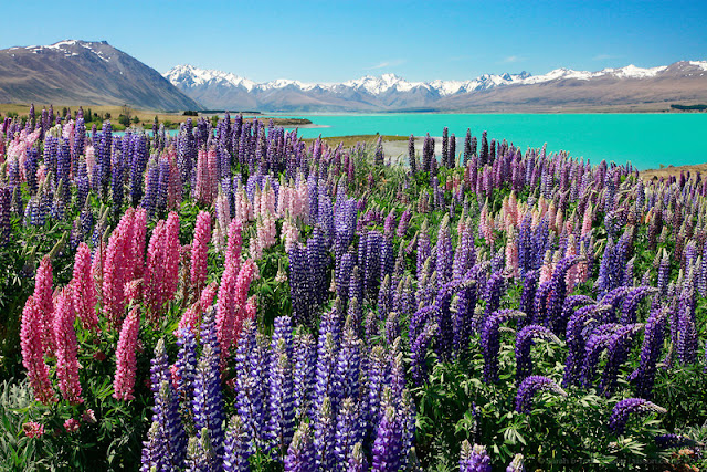 Dia 2 (I): Llac Tekapo i Llac Pukaki