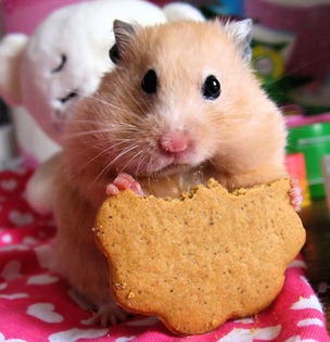 hamster1