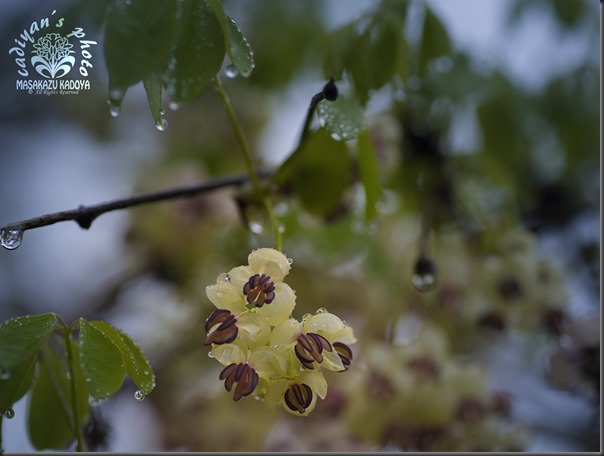 D700_2013-04-24_012