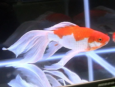 Pictures of Goldfish