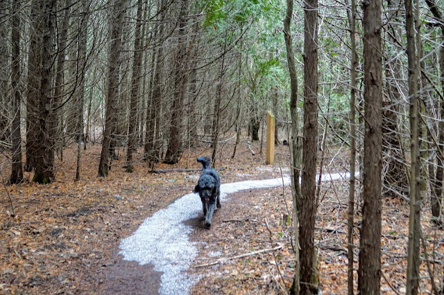 Dog walking in forest of Bob Hunter Memorial Park