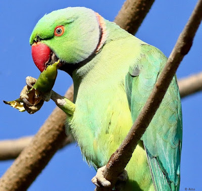 "Rose-ringed Parakeet - Psittacula krameri , sitting on a branch feeding of a pod of the Babool bush tree."