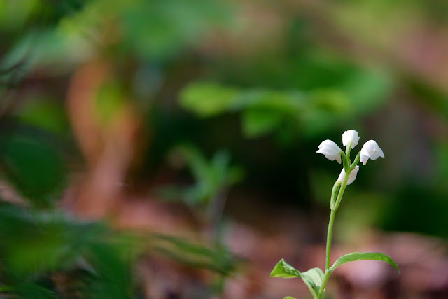 Cephalanthera erecta