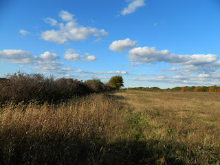 Hedge Row