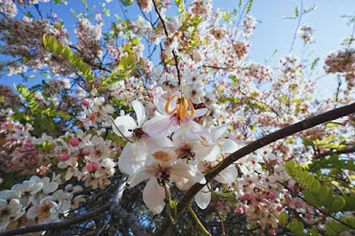 Saat Bunga Sakura Mekar Di Pulau Sumba, NTT