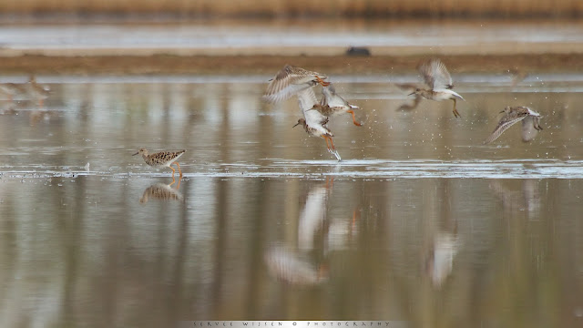 Kemphaan - Ruff - Philomachus pugnax