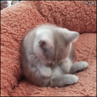 Cute Cat GIF • Funny grooming time for a cute kitty sitting in a funny position, like a human [ok-cats.com]
