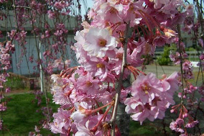 Close up of the flowers on the Weeping cherry tree.