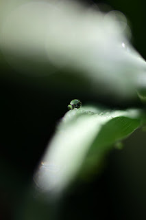 Closeup of dew drops on lemongrass