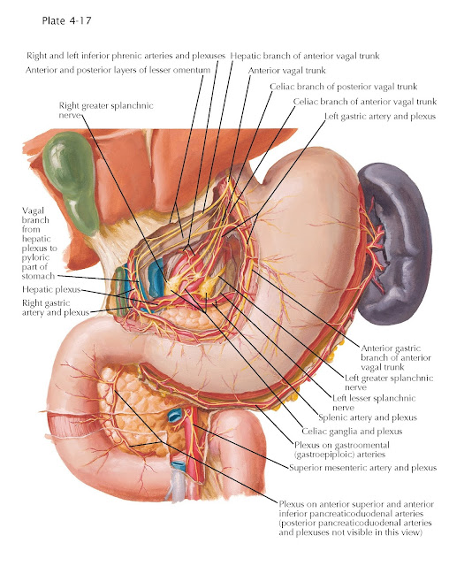 AUTONOMIC INNERVATION OF STOMACH AND DUODENUM