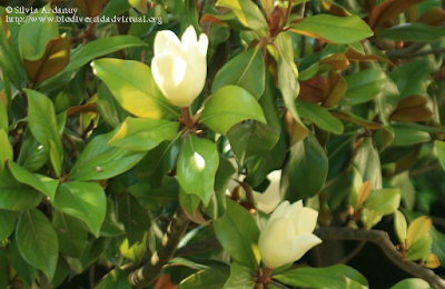 http://www.biodiversidadvirtual.org/herbarium/Magnolia-grandiflora-L.-Galissonniere-img244085.html