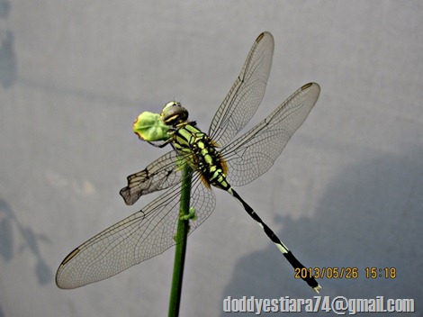 Capung badak (Orthetrum Sabina) bersayap cacat sedang menatap ke depan
