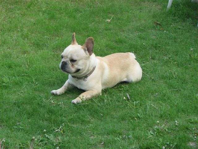 French Bulldog Puppies