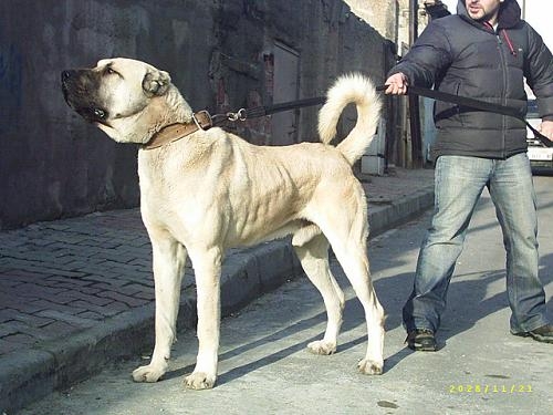 en büyük kangal