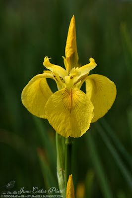 Iris Pseudacorus - Lirio Amarillo (fotografia-de-naturaleza.blogspot.com)