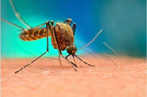 'Experimento de Jurassic Park' 750 millones de mosquitos genéticamente modificados se liberarán en los Cayos de Florida