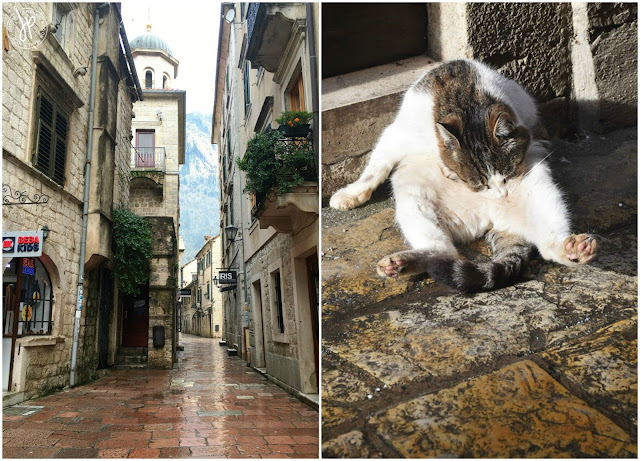 an alley and cute chubby cat in Kotor