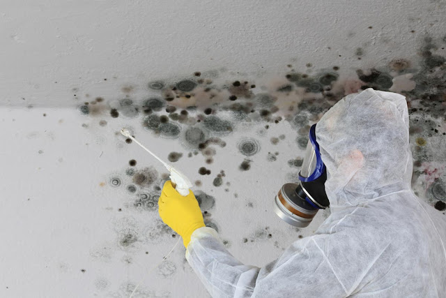 Hire the One True Professional for Mould Removal in Melbourne