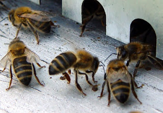 Abeilles gardiennes