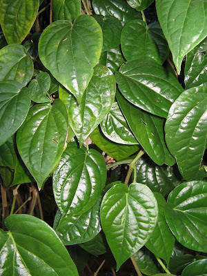 Betel leaf.