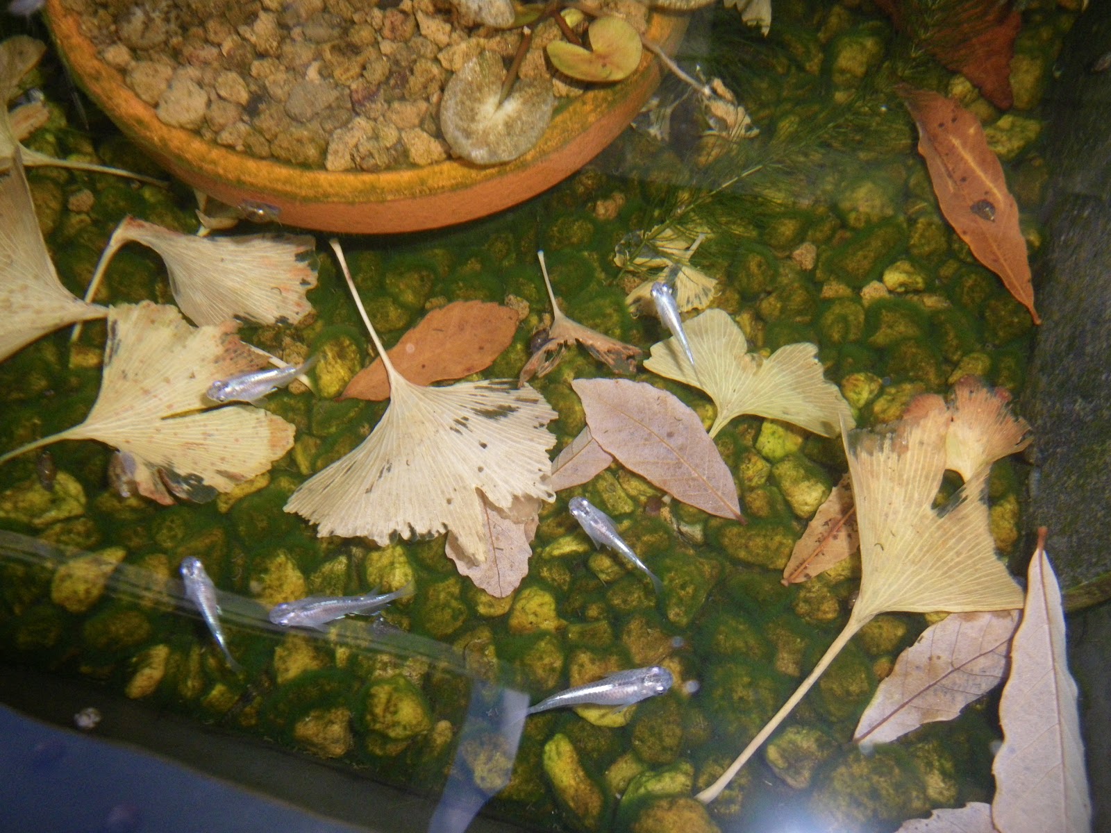 メダカの稚魚も屋外の越冬にチャレンジ 黒松の鉢植えを剪定して飾ります メダカの大工