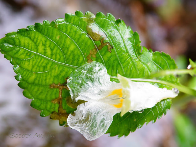 Impatiens textori