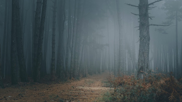 Trees, Path, Darkness, Forest, Fog