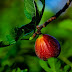 Kiat Budidaya Buah Tin Dalam Pot (Bagian 2)