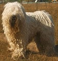 la sauvagette Komondor