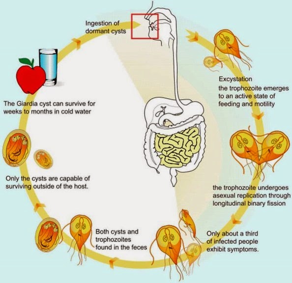 Life cycle of giardia lamblia, giardiasis