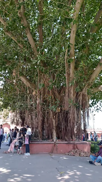 Ficus benghalensis