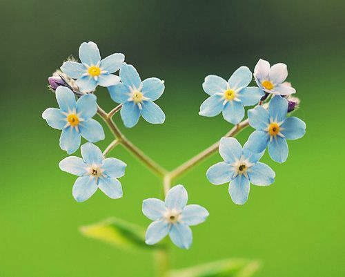  myosotis