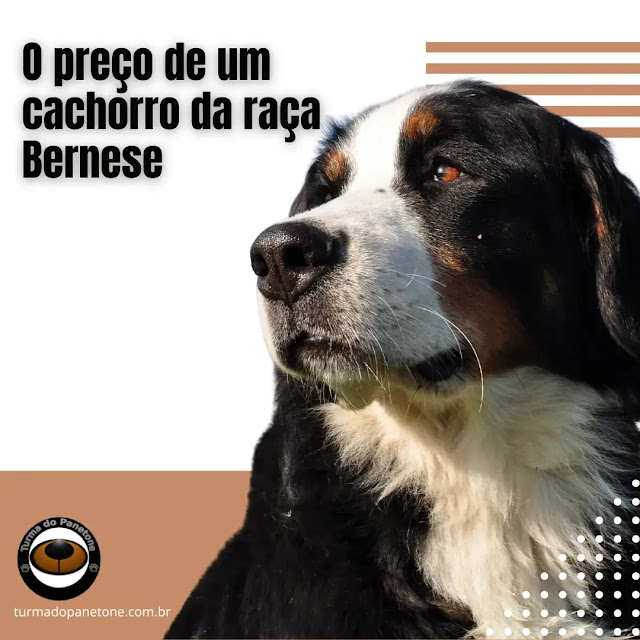 O preço de um cachorro da raça Bernese